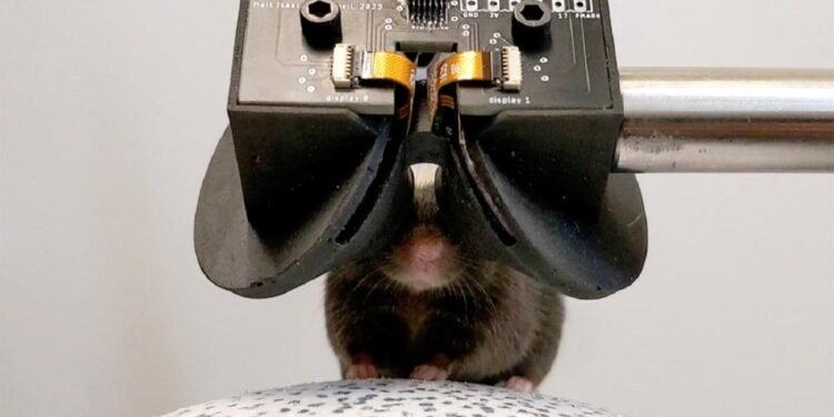 Fareler için Sanal Gerçeklik Gözlüğü: MouseGoggles