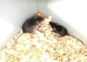 İki Babalı Farelerin Yetişkinliğe Ulaşması: Bilimsel Bir Başarı