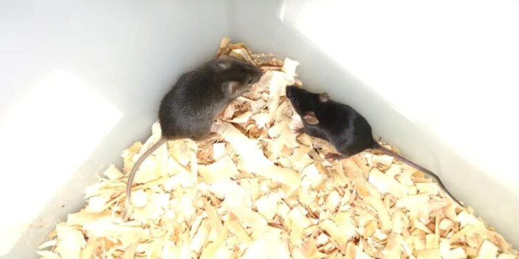 İki Babalı Farelerin Yetişkinliğe Ulaşması: Bilimsel Bir Başarı