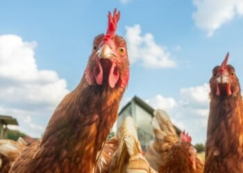 İngilizlerin Tavuk Bombası: Çılgın Nükleer Proje