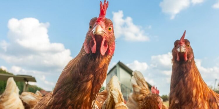 İngilizlerin Tavuk Bombası: Çılgın Nükleer Proje