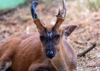 Kamboçya’nın Virachey Milli Parkı’nda Büyük Boynuzlu Muntjakın Görülmesi