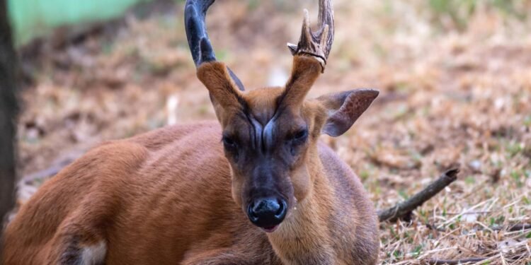 Kamboçya’nın Virachey Milli Parkı’nda Büyük Boynuzlu Muntjakın Görülmesi