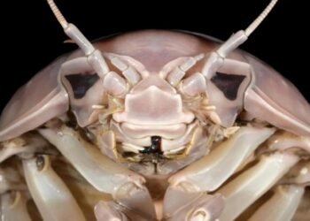 Yeni Süper Dev İzopod Türü: Bathynomus vaderi