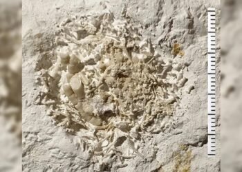 Danimarka’nın Stevns Klint Bölgesinde Fosilleşmiş Kusmuk Keşfi