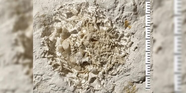 Danimarka’nın Stevns Klint Bölgesinde Fosilleşmiş Kusmuk Keşfi