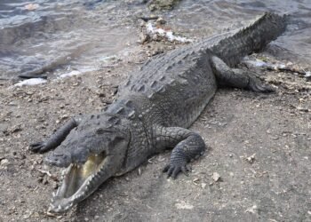 Florida’daki Nükleer Santraldeki Timsah Popülasyonu