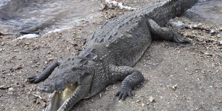 Florida’daki Nükleer Santraldeki Timsah Popülasyonu