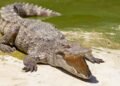 Florida’daki Nükleer Santraldeki Timsah Popülasyonu