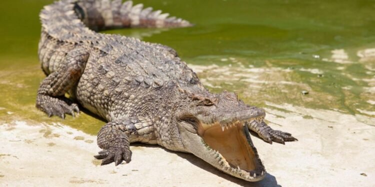 Florida’daki Nükleer Santraldeki Timsah Popülasyonu