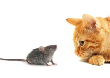 İklim Değişikliği ve Fare Popülasyonları: Şehirlerdeki Artışın Nedenleri