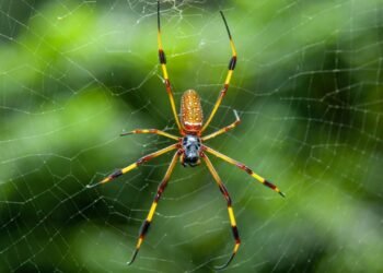 İtalya’da Zihin Kontrol Eden Parazit Mantar Keşfi