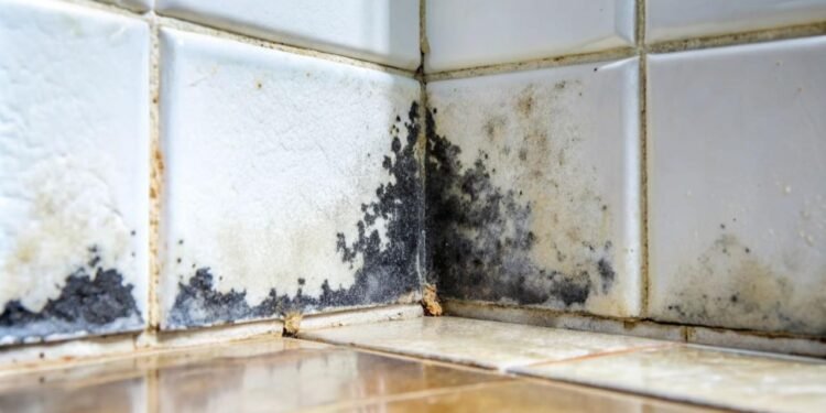 Küf ile Mücadele: Sağlığınızı Tehdit Eden Bir Sorun