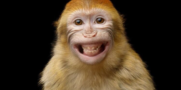 Sri Lanka’da Elektrik Kesintisi: Maymunun Trafoda Yarattığı Kriz