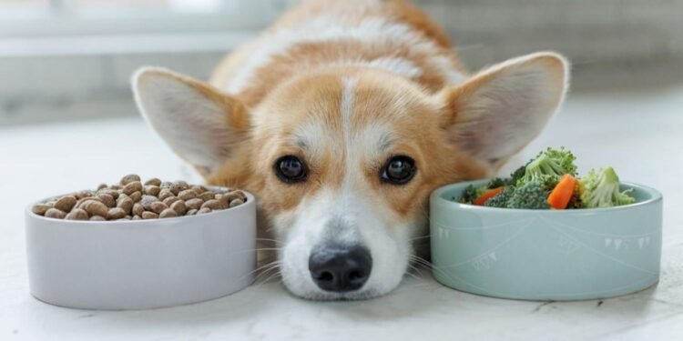 Yapay Etin Geleceği: Evcil Hayvanlar İçin Yeni Bir Dönem