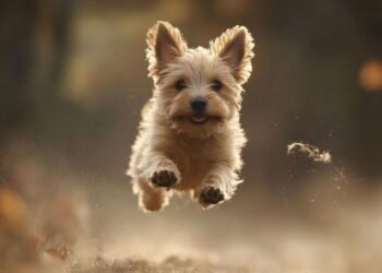 Güzelliğin Sırrı: Altın Oran ile Belirlenen En Güzel Köpek Irkları