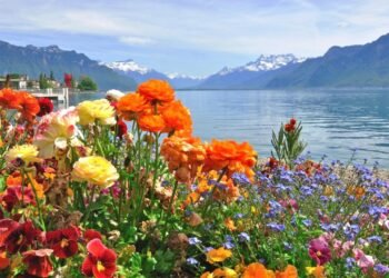 Kabak Çiçeği Dolması ve Batıda Çiçeklerin Gıda Olarak Kullanımı