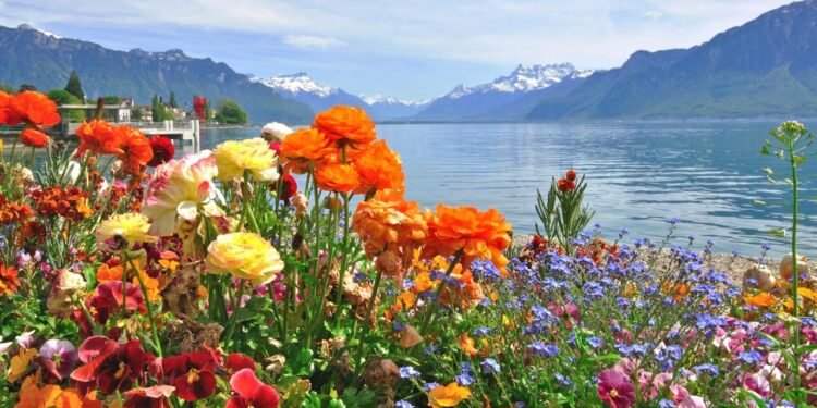 Kabak Çiçeği Dolması ve Batıda Çiçeklerin Gıda Olarak Kullanımı