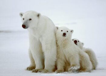 Kutup Ayılarının Donmamasının Sırrı: Doğal Cilt Yağı