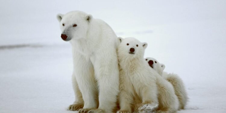 Kutup Ayılarının Donmamasının Sırrı: Doğal Cilt Yağı