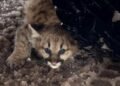 Michigan’da Puma Yavruları Yeniden Görüldü: Doğanın Yenilenme Gücü