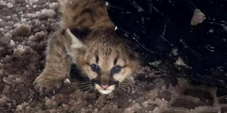 Michigan’da Puma Yavruları Yeniden Görüldü: Doğanın Yenilenme Gücü