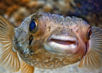 Tehlikeli ve Zehirli Üç Yemek