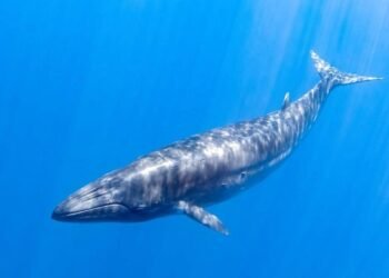 Trump Yönetiminden Rice Balinalarını Tehdit Eden Yeni Düzenleme