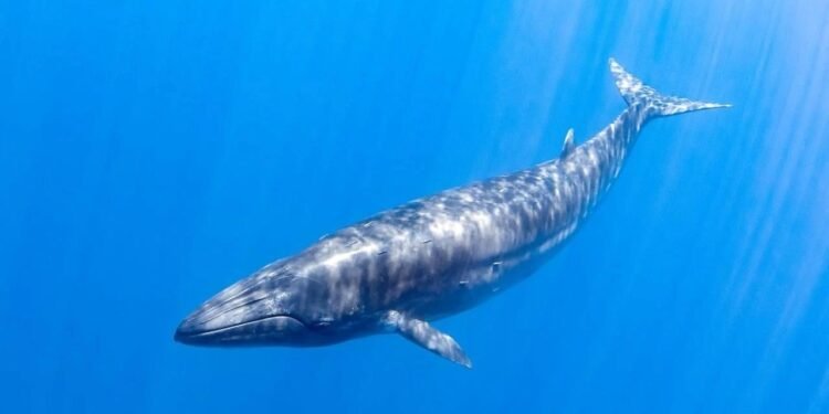 Trump Yönetiminden Rice Balinalarını Tehdit Eden Yeni Düzenleme