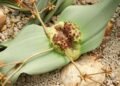 Welwitschia Mirabilis: Çölün Ölümsüz Bitkisi