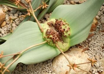 Welwitschia Mirabilis: Çölün Ölümsüz Bitkisi