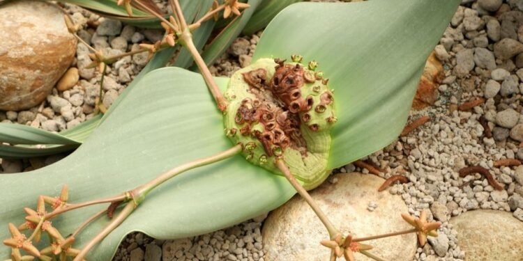 Welwitschia Mirabilis: Çölün Ölümsüz Bitkisi