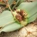 Welwitschia Mirabilis: Çölün Ölümsüz Bitkisi