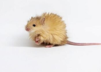 Yünlü Mamutların Yeniden Doğuşu: Genetik Mühendislikte Önemli Bir Gelişme