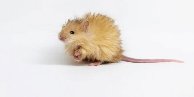 Yünlü Mamutların Yeniden Doğuşu: Genetik Mühendislikte Önemli Bir Gelişme