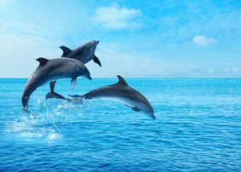 Google, Yunusların Dilini Anlamaya Yönelik Yeni Yapay Zeka Geliştiriyor