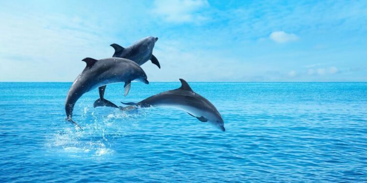 Google, Yunusların Dilini Anlamaya Yönelik Yeni Yapay Zeka Geliştiriyor